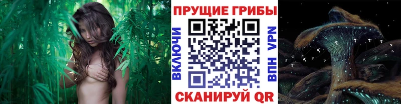 Галлюциногенные грибы прущие грибы  Луга 
